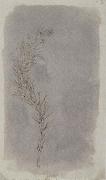 Willim Henry Fox Talbot Rosemary Twig oil painting
